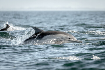 Fototapeta premium Common Dolphins Jumping Out of Water