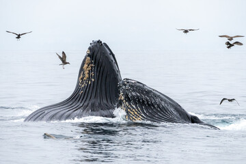 Humpback Lunge Feeding on Sardines