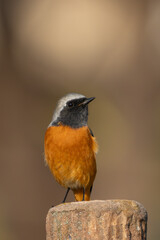 Male Daurian Redstart perching on the tree trunk.