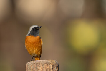 Male Daurian Redstart perching on the tree trunk.