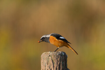 Male Daurian Redstart perching on the tree trunk spitting some fruit from its mouth.
