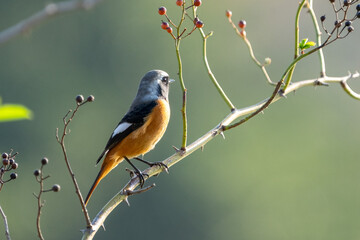 Male Daurian Redstart perching on the tree branch with colorful nuts. - Powered by Adobe