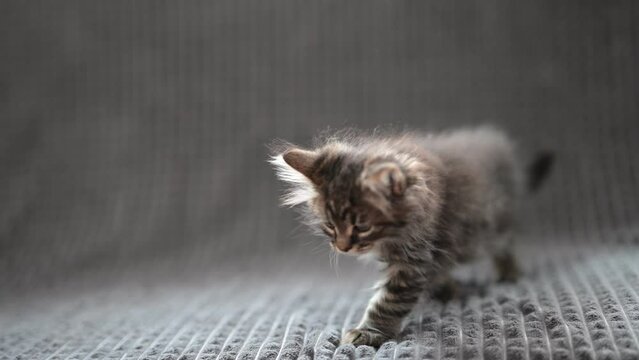 Sweet fluffy kitten on a gray blanket