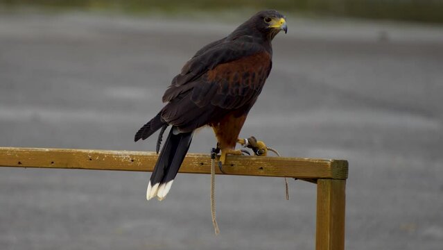 A Falkland Caracara falcon, close up sitting on a wooden stand.
