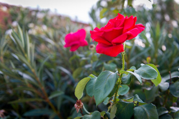 rosa roja 