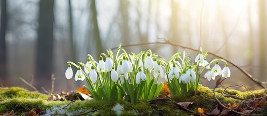 The first snowdrop flowers Galanthus nivalis are a stunning sight during the arrival of spring - obrazy, fototapety, plakaty