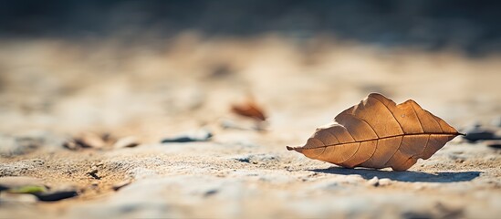Leaf that has become dry and is now resting on the earth