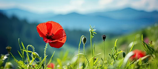 Fotobehang On a sunny summer day a vibrant red poppy flower stands out among the green fields glistening with beauty © AkuAku
