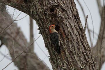 woodpecker on a tree