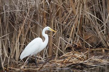 great white heron