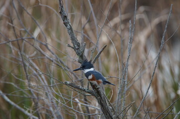 black capped kingfisher