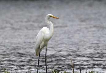 Great egret bird standing in a river of water