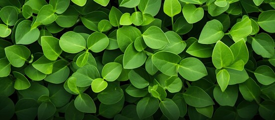 Background with small green leaves