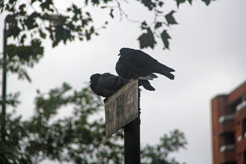 crow on a tree