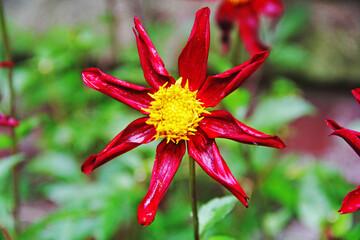 red and yellow flower