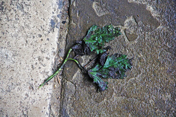 green frog on the ground