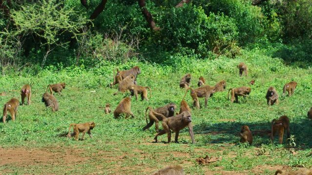 A large family of African baboon monkeys pasture grass in Tanzania.
