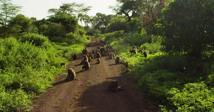Baboon monkeys taking a break on a road in the middle of the nature.