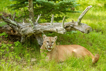 Mountain Lion, Cougar, resting under a log in green grass 