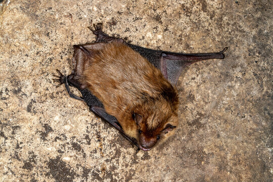 Big Brown Bat taken in southern MN