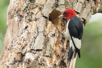 Red-headed Woodpecker