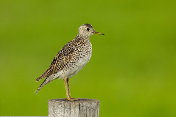 Upland Sandpiper