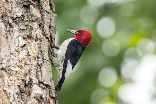 Red-headed Woodpecker taken in central MN