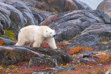 Polar Bear  taken in Churchill Manatoba Canada