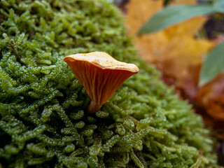 Tiny Mushroom Amongst Lush Moss