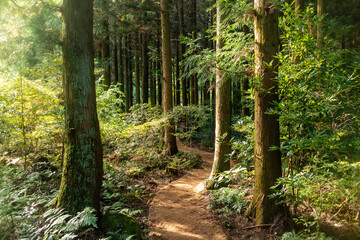 Secret Forest Path