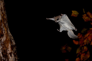 Southern Flying Squirrel gliding at night in autumn, taken under controlled conditions