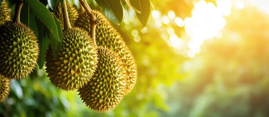Durians the regal fruits dangle fresh from the Malaysian tree - obrazy, fototapety, plakaty