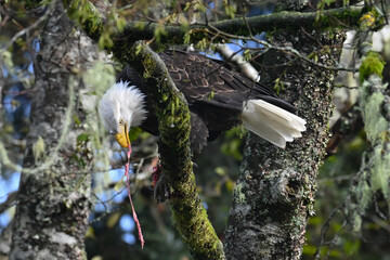 An American bald eagle dines on salmon while perched in a tree in Sitka National Historical Park, Alaska.