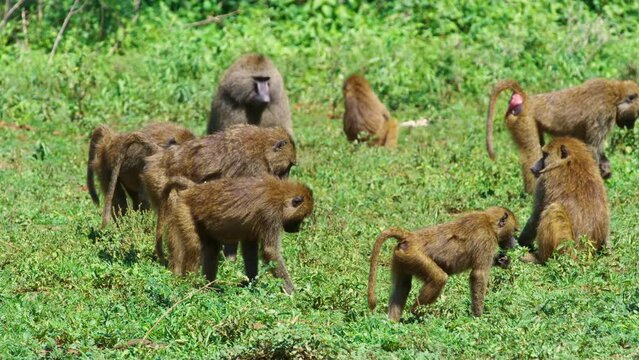 A close look at a family of Tanzanian monkeys having a grassy lunch.