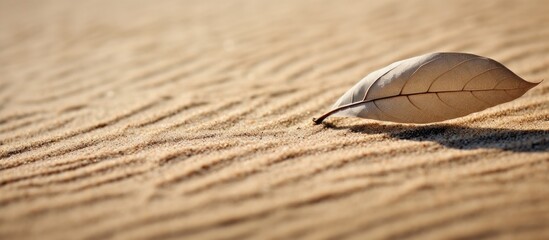 The picture seems to be a macro or close up capture featuring a solitary leaf positioned vertically on a sandy surface The arrangement might highlight the leaf s texture and intricacies inc - obrazy, fototapety, plakaty