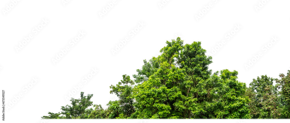 Poster Green Trees on transparent background. are Forest and foliage in summer for both printing and web pages with cut path and alpha channel