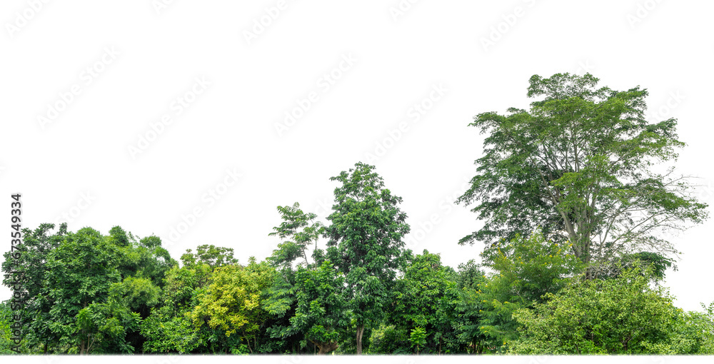 Poster Green Trees on transparent background. are Forest and foliage in summer for both printing and web pages with cut path and alpha channel