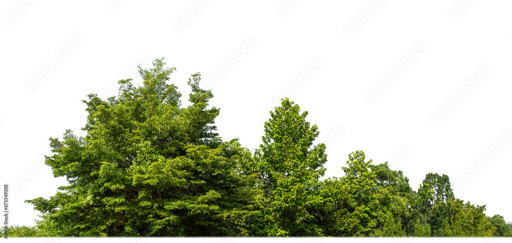 Aufkleber Green Trees on transparent background. are Forest and foliage in summer for both printing and web pages with cut path and alpha channel