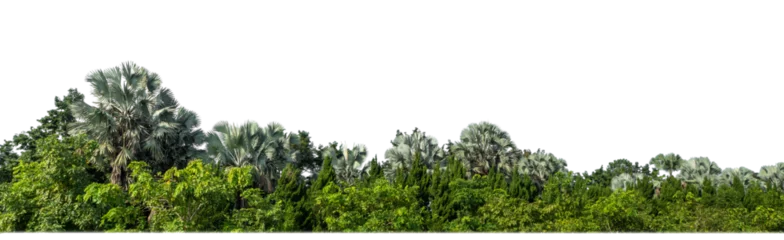 Outdoor-Kissen Green Trees on transparent background. are Forest and foliage in summer for both printing and web pages with cut path and alpha channel © Sarawut