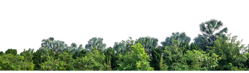 Green Trees on transparent background. are Forest and foliage in summer for both printing and web...