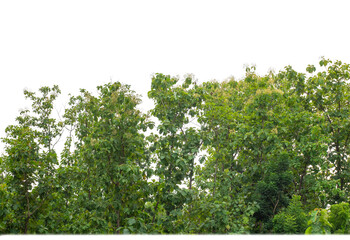 Green Trees on transparent background. are Forest and foliage in summer for both printing and web pages with cut path and alpha channel