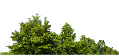 Green Trees on transparent background. are Forest and foliage in summer for both printing and web pages with cut path and alpha channel