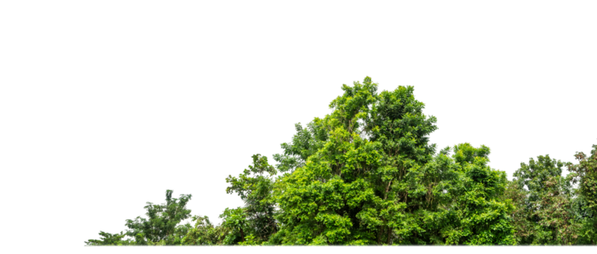 Green Trees on transparent background. are Forest and foliage in summer for both printing and web pages with cut path and alpha channel