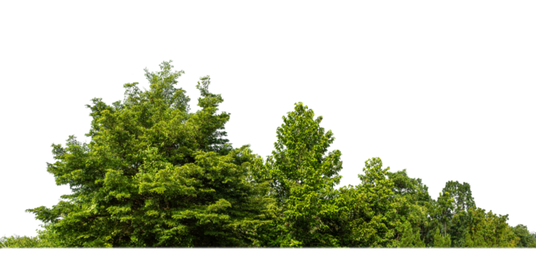 Green Trees on transparent background. are Forest and foliage in summer for both printing and web pages with cut path and alpha channel