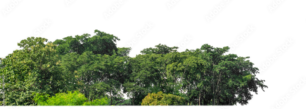 Poster Green Trees on transparent background. are Forest and foliage in summer for both printing and web pages with cut path and alpha channel