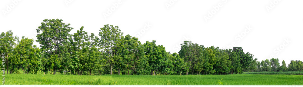 Poster Green Trees on transparent background. are Forest and foliage in summer for both printing and web pages with cut path and alpha channel