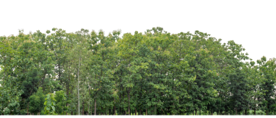 Green Trees on transparent background. are Forest and foliage in summer for both printing and web pages with cut path and alpha channel..
