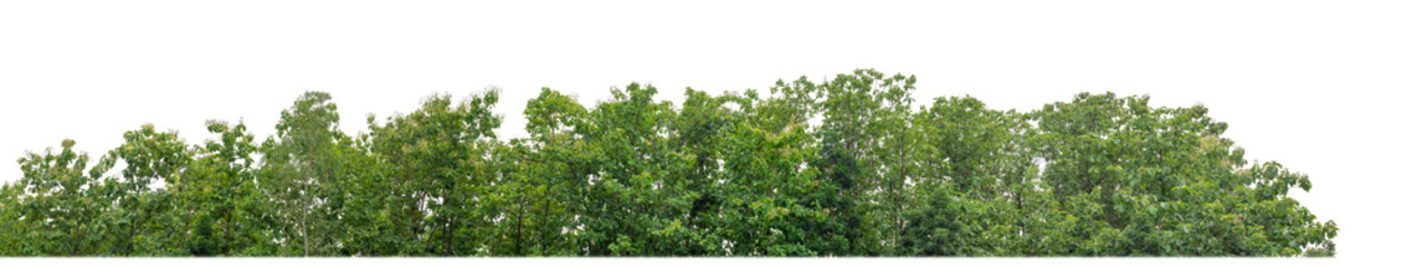 Obraz premium Green Trees on transparent background. are Forest and foliage in summer for both printing and web pages with cut path and alpha channel