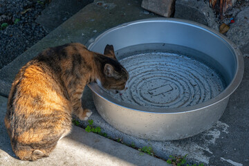 水飲む猫　野良猫