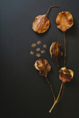 Jacaranda tree seeds and seed pods close-up isolated on a black background